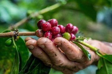 Preço do café cai, consumo cresce e Espírito Santo se prepara para safra recorde
