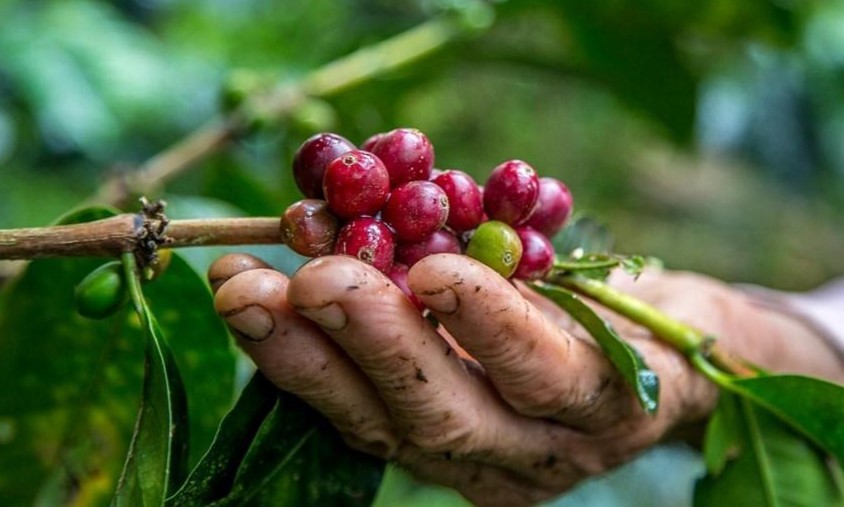 Preço do café cai, consumo cresce e Espírito Santo se prepara para safra recorde