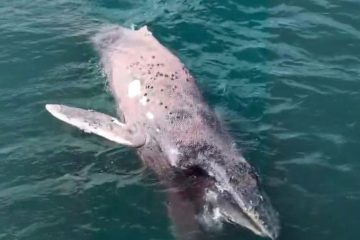 Baleia-jubarte é encontrada morta próximo à Praia Grande, em Arraial do Cabo
