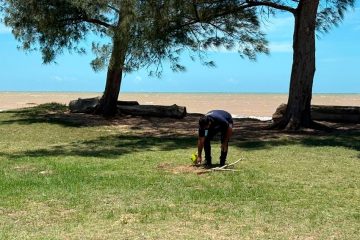 Área de preservação tem mudas irregulares removidas em São Francisco