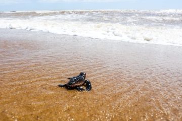 Filhotes de tartaruga-cabeçuda fazem primeira caminhada do ano em Campos