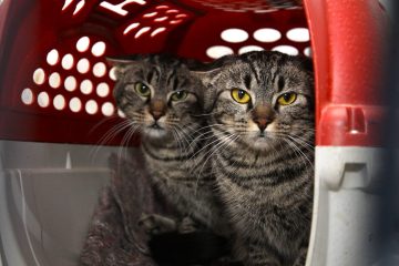 Iguaba Grande amplia acesso à castração gratuita de cães e gatos