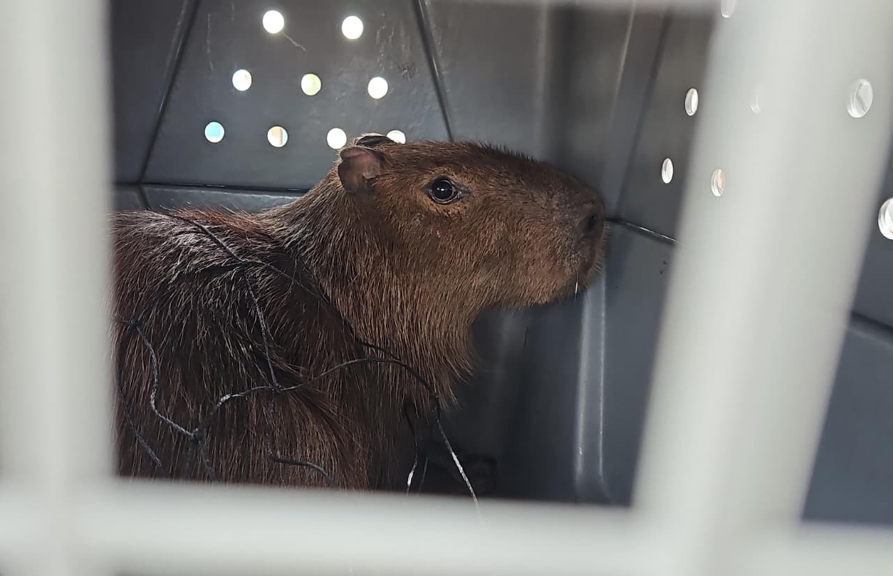 Capivara é resgatada em mercado no Farol, em Campos