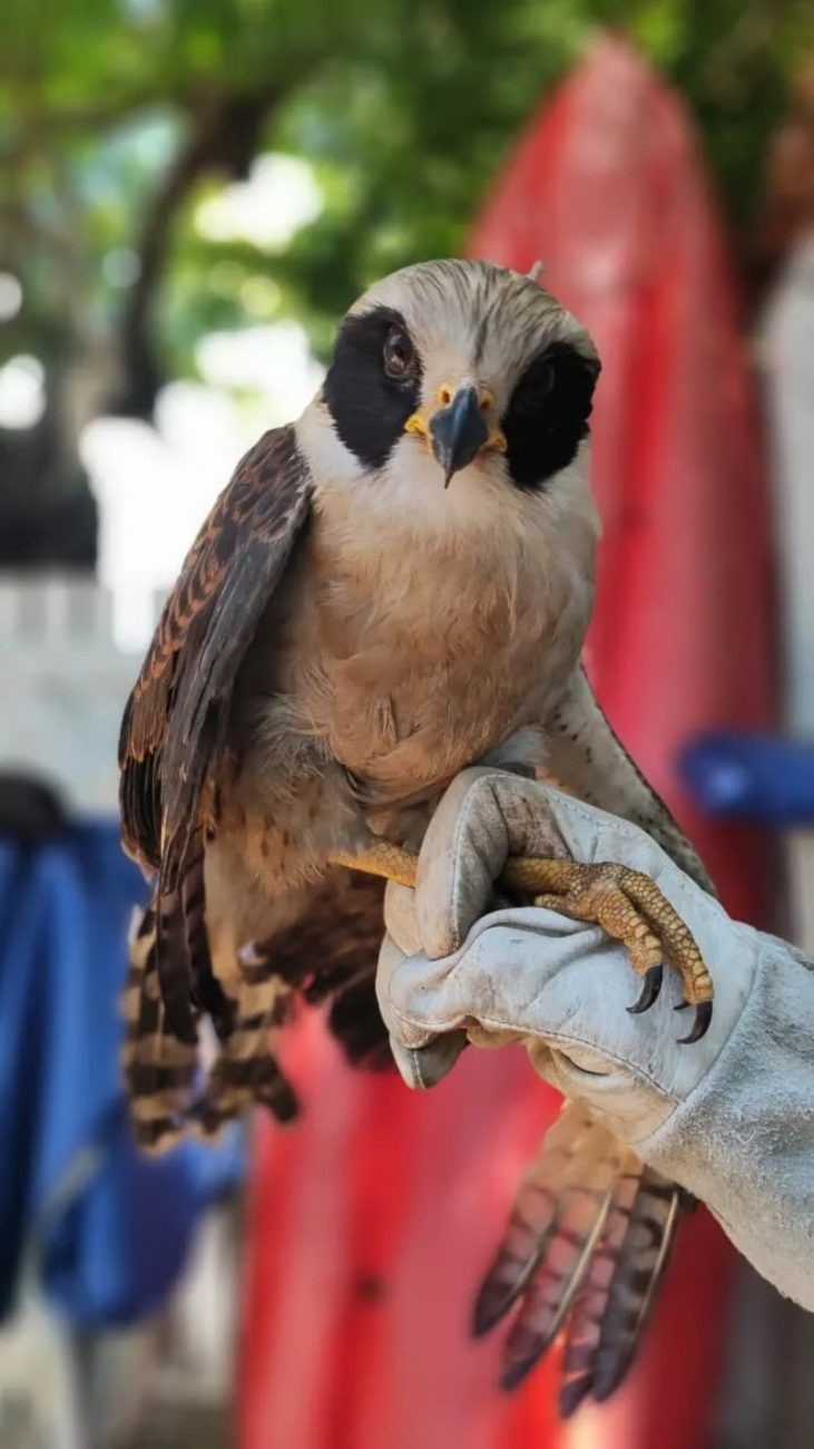 Gavião-sorridente ferido é resgatado em Cabo Frio