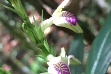 Planta rara reaparece após 100 anos em reserva de Petrópolis