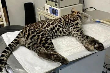 Jaguatirica atropelada na RJ-116 em Cantagalo é resgatada por ONG e segue tratamento