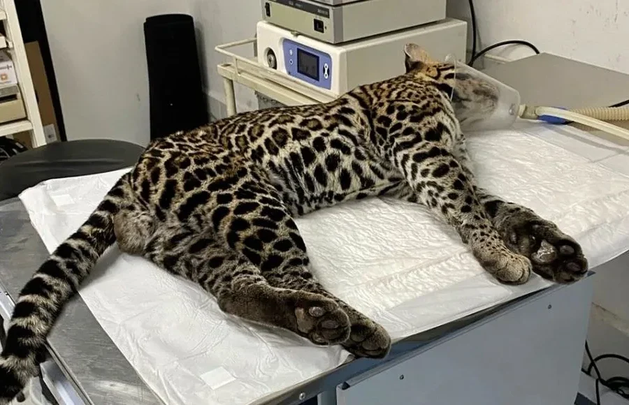 Jaguatirica atropelada na RJ-116 em Cantagalo é resgatada por ONG