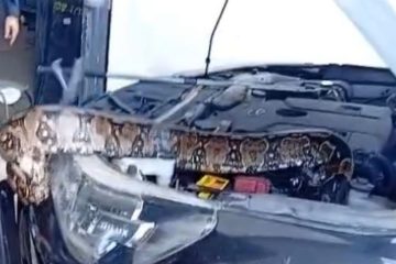 Jiboia Resgatada De Motor De Carro Em Anchieta Chama Atenção Da Cidade