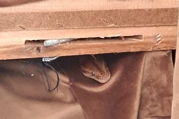 Parece 1º de abril, mas é real: cobra aparece dentro de sofá