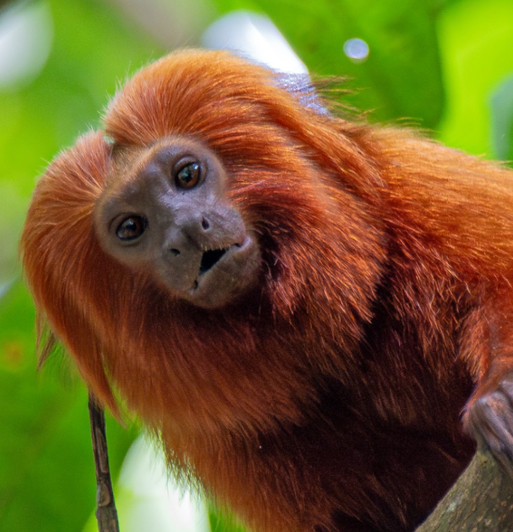 Reserva Biológica União completa 28 anos com área triplicada e trilha inclusiva