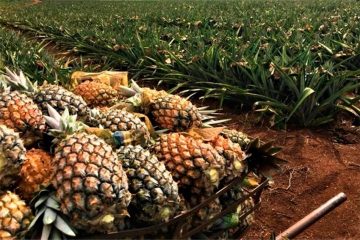 São Francisco de Itabapoana investe no cultivo de abacaxi imperial