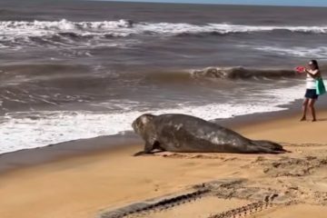 Animal marinho aparece na praia de Atafona, em São João da Barra