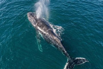 Arraial do Cabo divulga regras para avistamento de baleias na temporada 2026