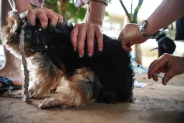 Búzios oferece vacinação antirrábica em casa para tutores com vários pets