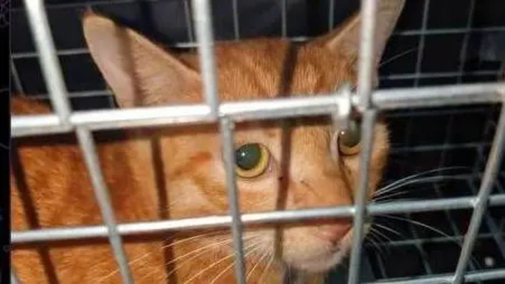 Casos de crueldade contra gatos na internet disparam