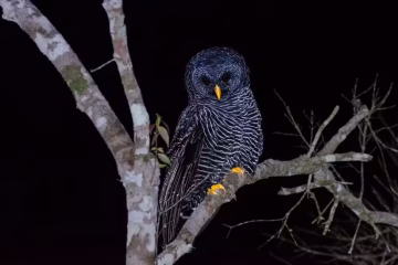 Coruja rara é encontrada em área de Mata Atlântica em São Fidélis