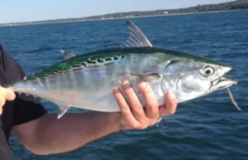 Estudo identifica mercúrio acima do limite em peixes vendidos na Região dos Lagos