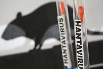 Hantavírus: como identificar sintomas e evitar contaminação pela doença