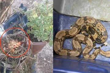 Jararaca e jiboia são resgatadas em bairros de Cabo Frio