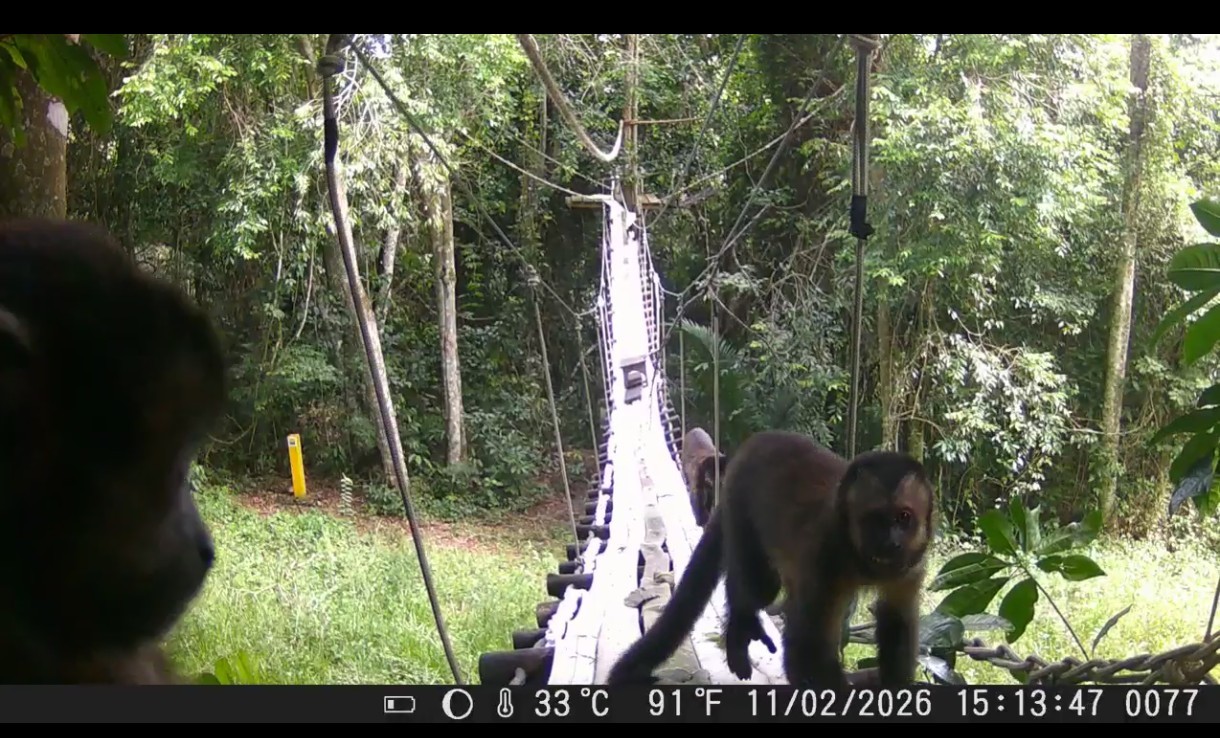 Reserva Poço das Antas abriga única passagem de fauna em rodovia no Brasil