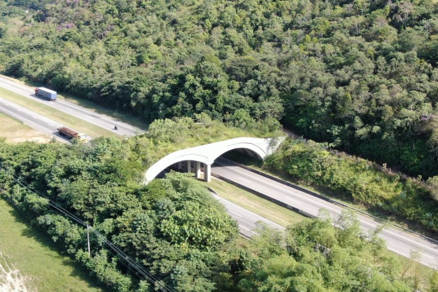 Reserva Poço das Antas abriga única passagem de fauna em rodovia no Brasil