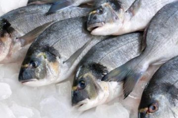 Araruama terá Festival do Peixe com pratos à base de carapeba e tainha