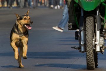 Ataque de cães provoca acidente de moto com casal de idosos em Italva