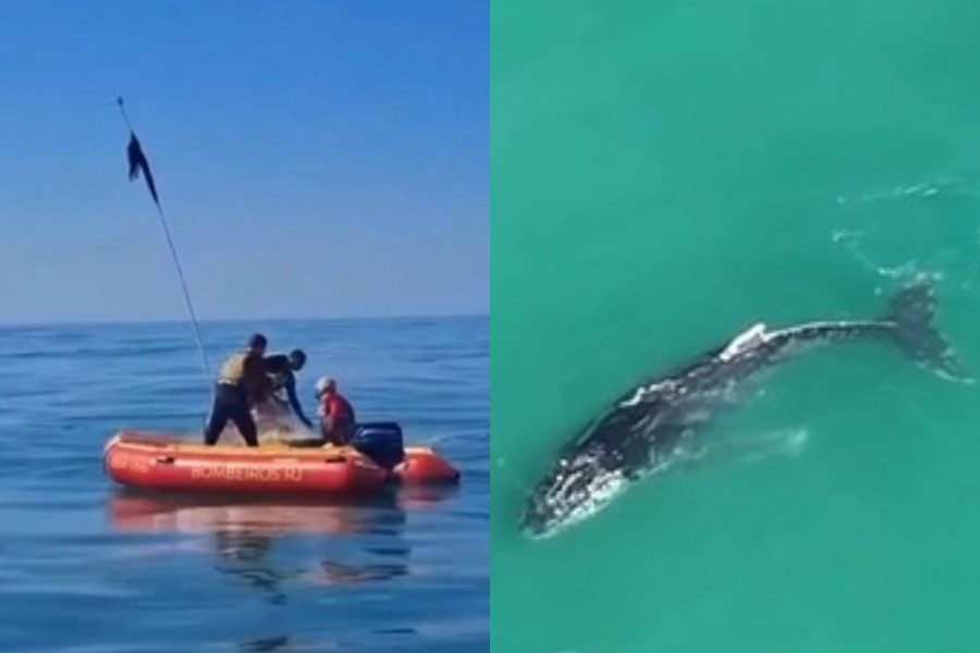 Baleia presa em rede de pesca mobiliza resgate em Rio das Ostras