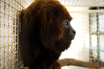 Bugio ameaçado de extinção volta à natureza no Parque Estadual do Desengano