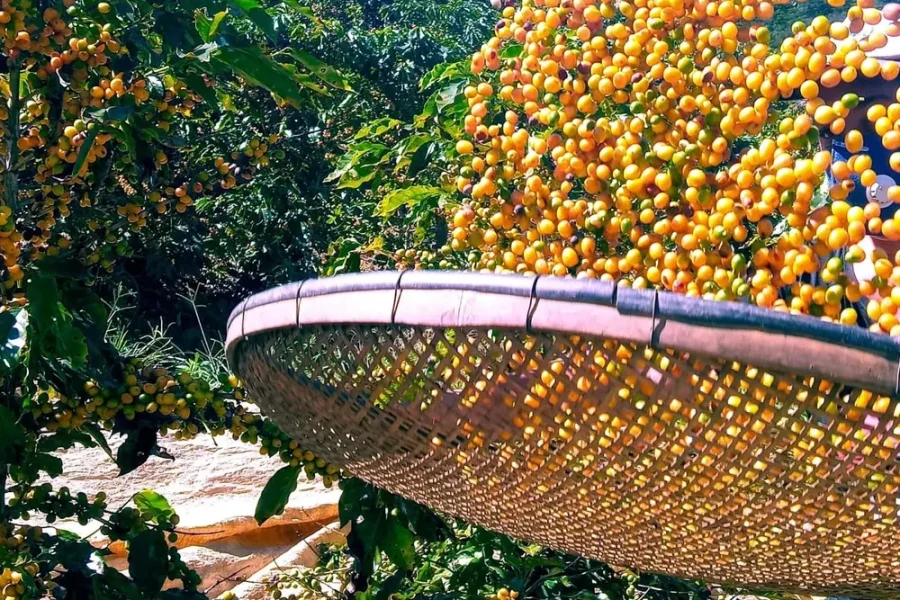 Feira de negócios Expo Café começa nesta quinta-feira em Varre-Sai