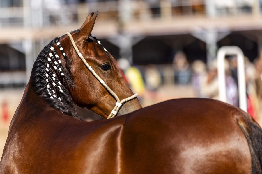 Italva 40 anos: programação destaca eventos equestres, bovinos e atividades do agronegócio