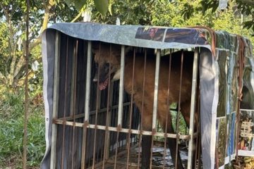Lobo-guará é resgatado em Bom Jesus do Itabapoana e devolvido à natureza