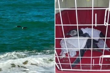 Pinguins-de-magalhães são resgatados após surgirem no mar em Marataízes
