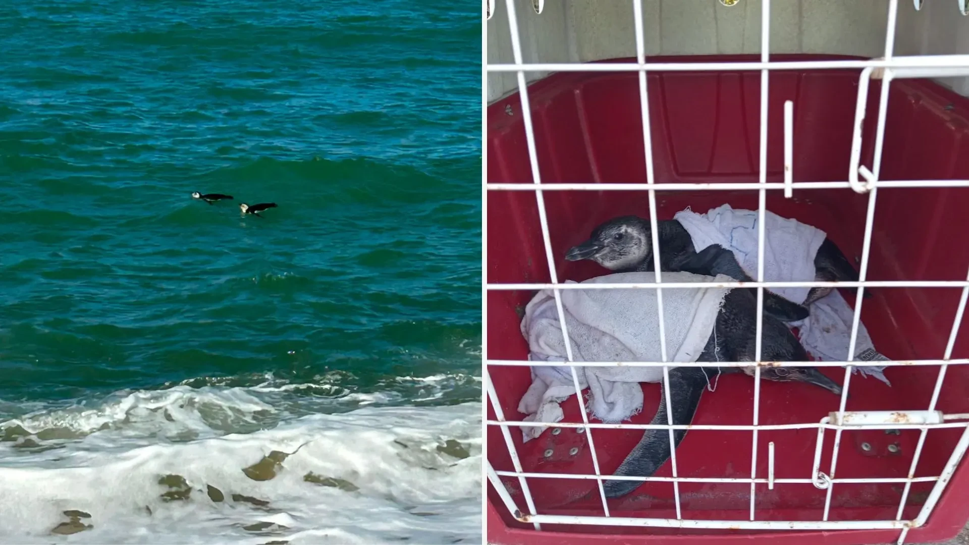 Pinguins-de-magalhães são resgatados após surgirem no mar em Marataízes