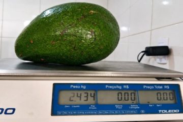 Abacate de 2,4 quilos surpreende produtor rural no Espírito Santo