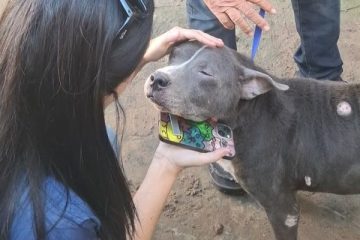 Cão abandonado e com sinais de maus-tratos é resgatado em Cabo Frio