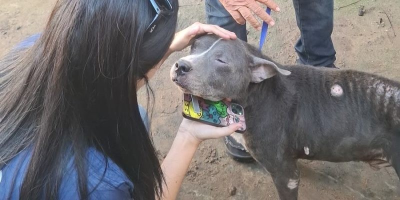 Cão abandonado e com sinais de maus-tratos é resgatado em Cabo Frio