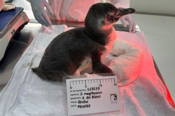 Temporada de pinguins: 20 aves já foram resgatadas na Região dos Lagos